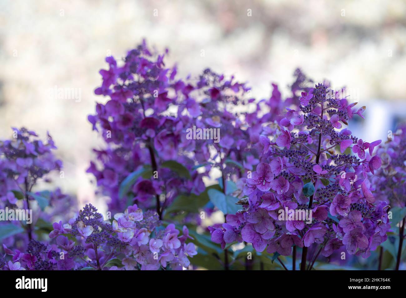 Hydrangea paniculata, the panicled hydrangea, is a species of flowering ...