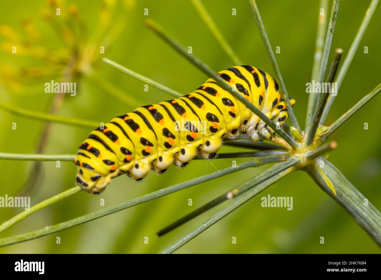 Monarch butterfly caterpillar danaus plexippus on leaves hi-res stock ...