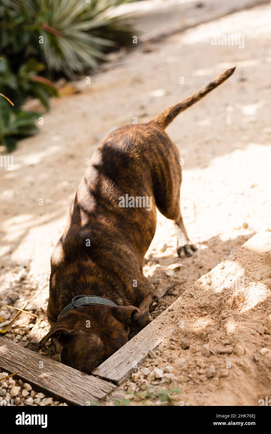 The dog hunting mice in a garden. Staffordshire terrier Stock Photo Alamy