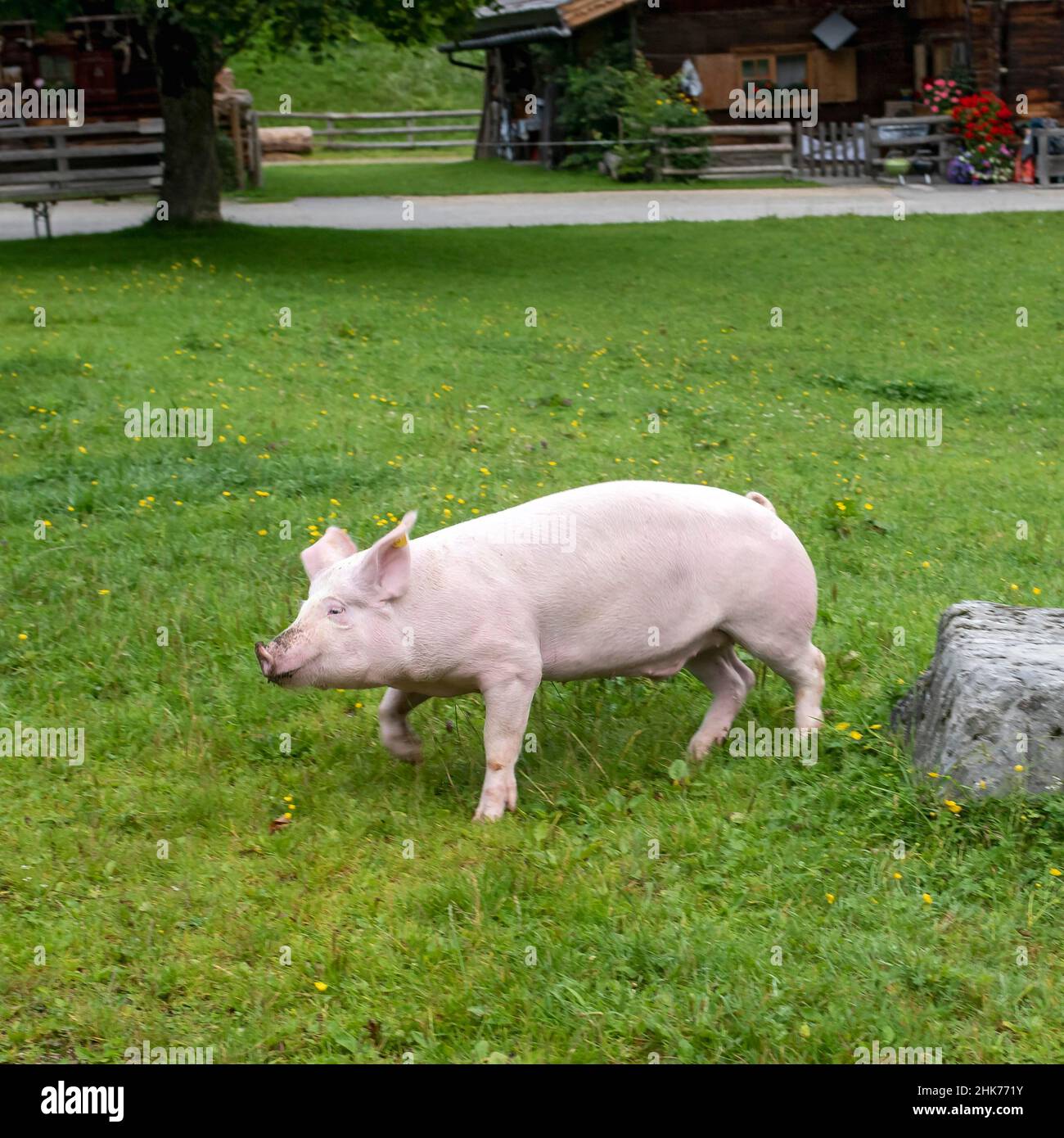 Pig run hi-res stock photography and images - Alamy