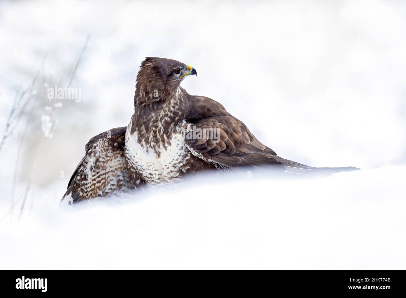 Common steppe buzzard (Buteo buteo) with wings spread on the ground, winter, Tyrol, Austria Stock Photo