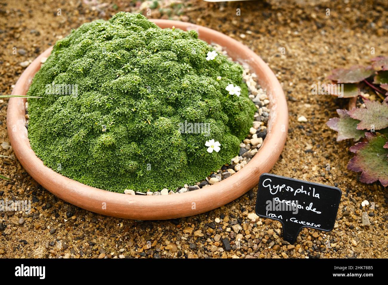 Gypsophila Aretioides growing in a container of gravel in a glasshouse, labeled. Stock Photo