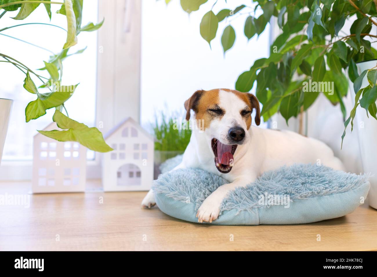 Yawning sleepy dog Jack Russell Terrier lying on blue fluffy pillow on windowsill. Pampered pet. Cozy place to sleep by window surrounded by Stock Photo