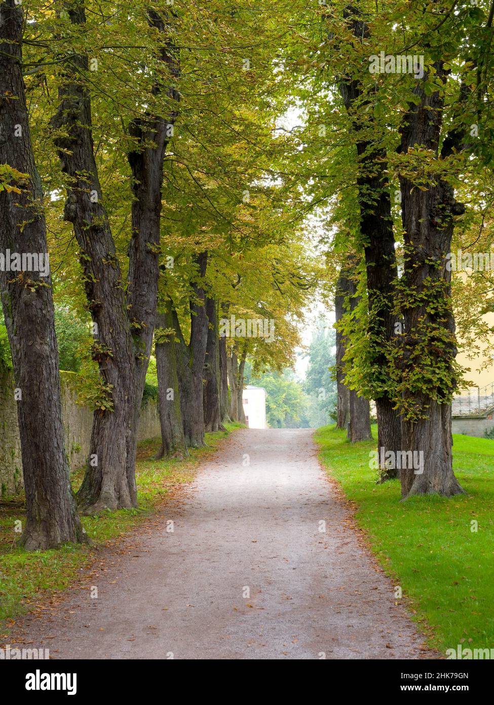 Avenue of trees with horse-chestnuts (Aesculus hippocastanum), Belvedere Palace Park, Weimar, Thuringia, Germany Stock Photo