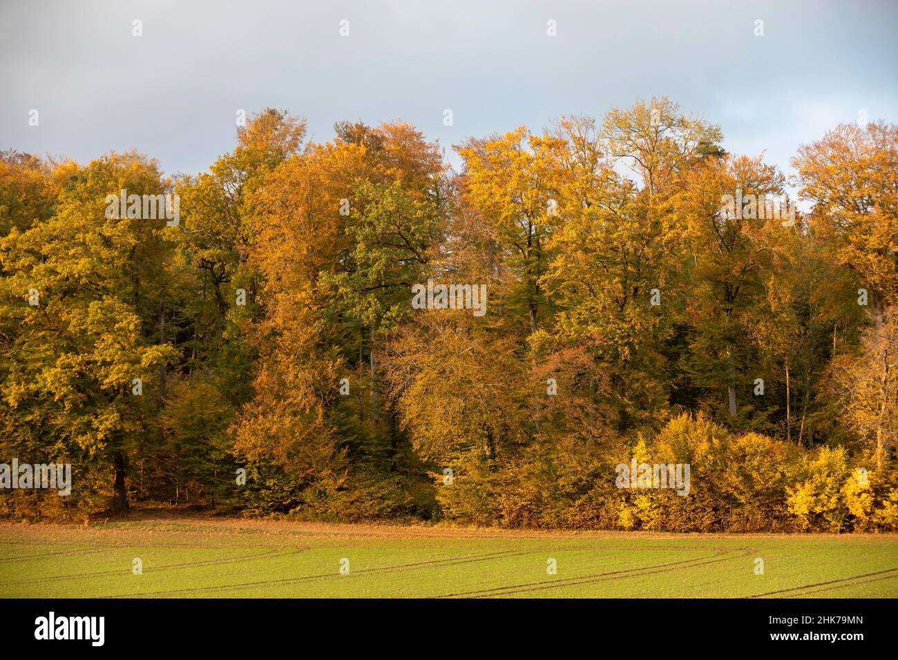 Autumn atmosphere in diffuse light at the edge of the forest, Hof Hoefen, Allensbach, Baden-Wuerttemberg, Germany Stock Photo