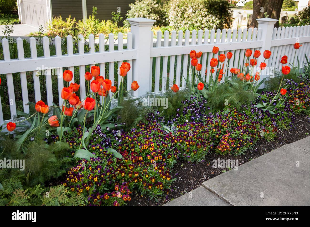 Orange Tulips garden along a white picket fence, Lancaster County, Pennsylvania, USA, Pa images flower perennial border Stock Photo