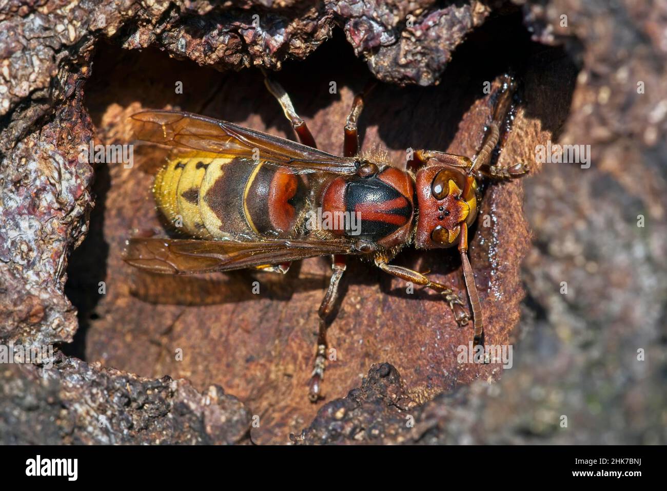 European hornet (Vespa crabro), licking up sap leaking from bark, Heikendorf, Schleswig-Holstein, Germany Stock Photo