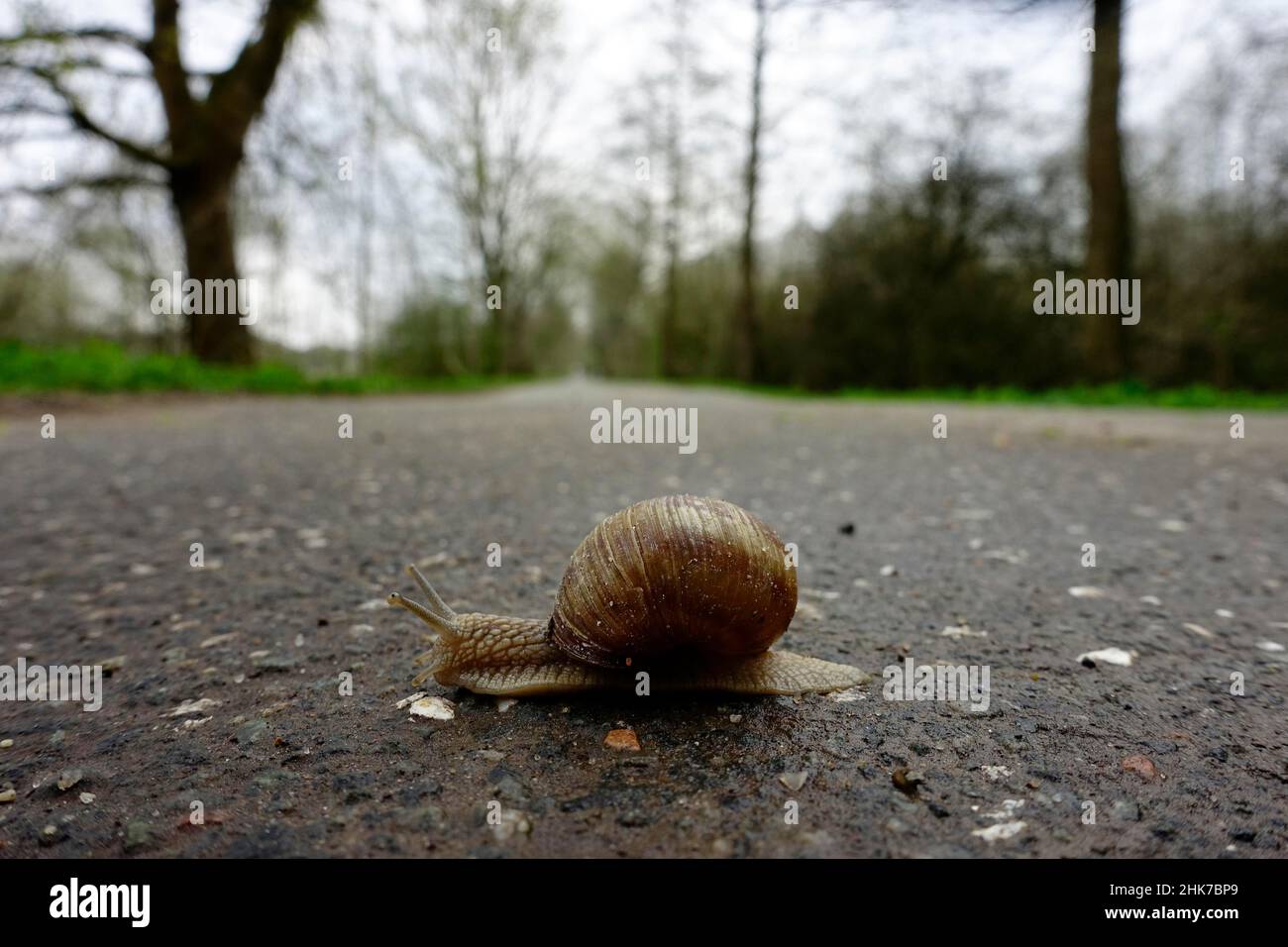 Burgundy snail (Helix pomatia), on the way, Pohnsdorfer Stauung, Schleswig-Holstein, Germany Stock Photo