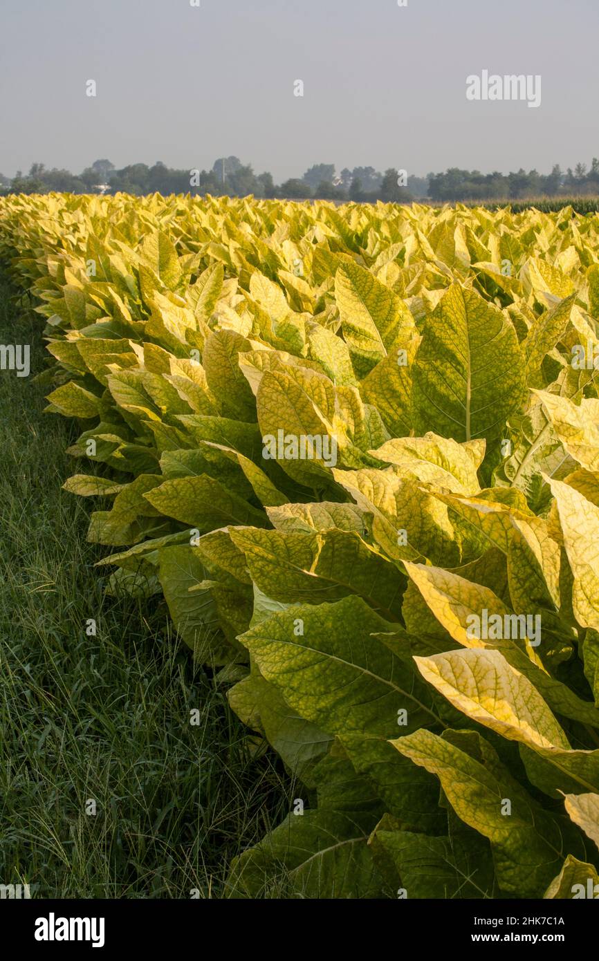 Tobacco crop in a farm field in Lancaster County, Pennsylvania, PA