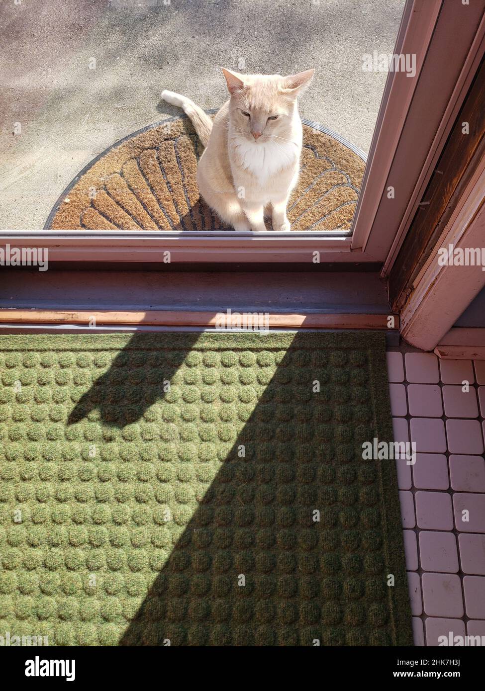 Cream Tabby Cat Waiting at a Door to be let in Stock Photo