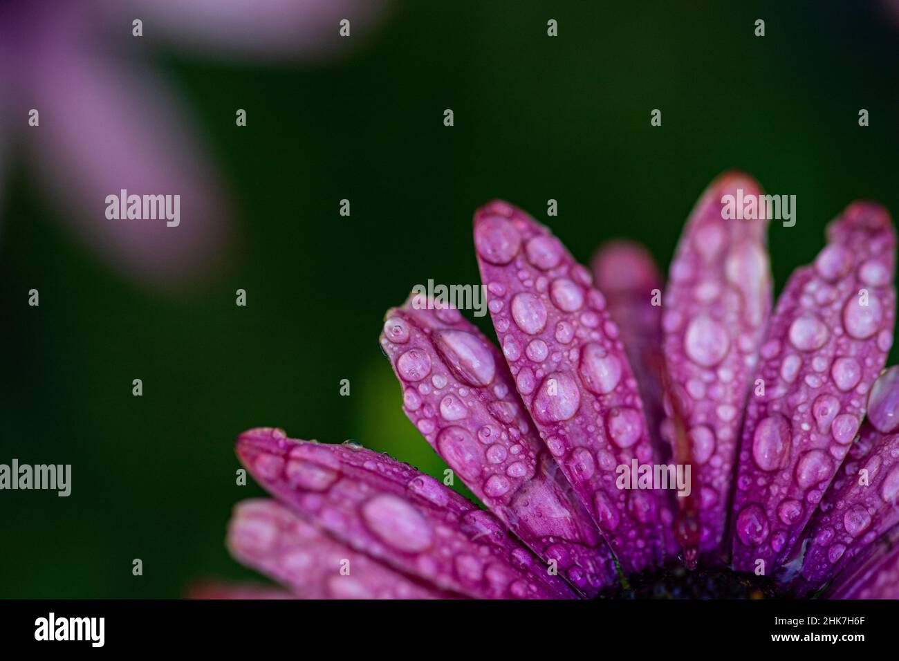 Selective focus shot of daisy petals with dew Stock Photo - Alamy