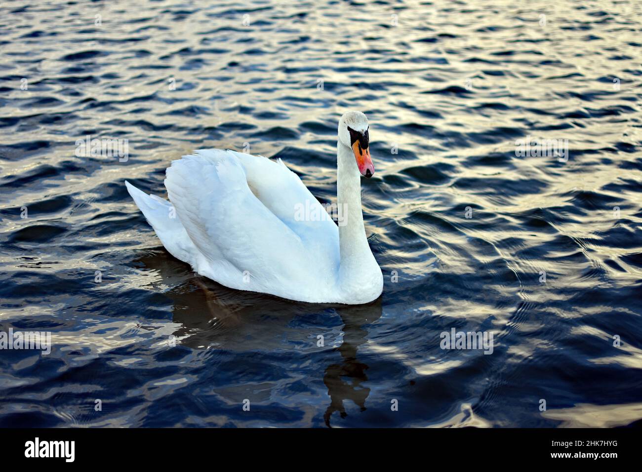 A swan ( cygnus ) in the water of Dovercourt Boating Lake, Harwich & Dovercourt, North Essex, UK. The setting sun reflects off of the rippled water. Stock Photo
