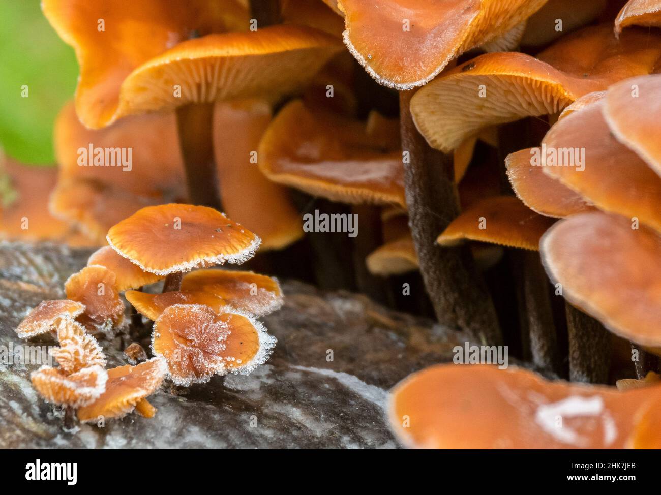 Leicestershire January 2022: Nature fungi winters day macro photography, 100,000 species of Fungi /mushrooms  :Clifford Norton Stock Photo