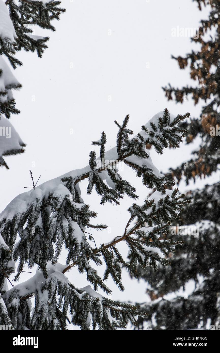 Pine Trees covered in snow Stock Photo - Alamy