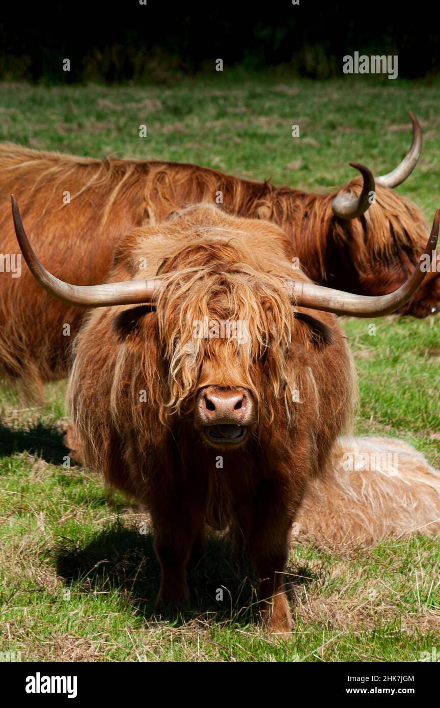 Long horned highland cattle in field on the Isle of Mull, Inner Hebrides, Scottish Highlands, Scotland, UK, Europe Stock Photo