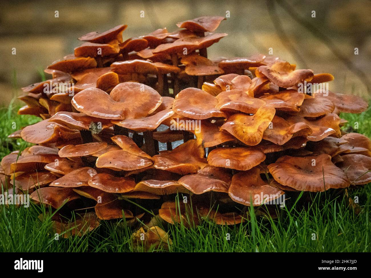 Leicestershire January 2022: Nature fungi winters day macro photography, 100,000 species of Fungi /mushrooms  :Clifford Norton Stock Photo
