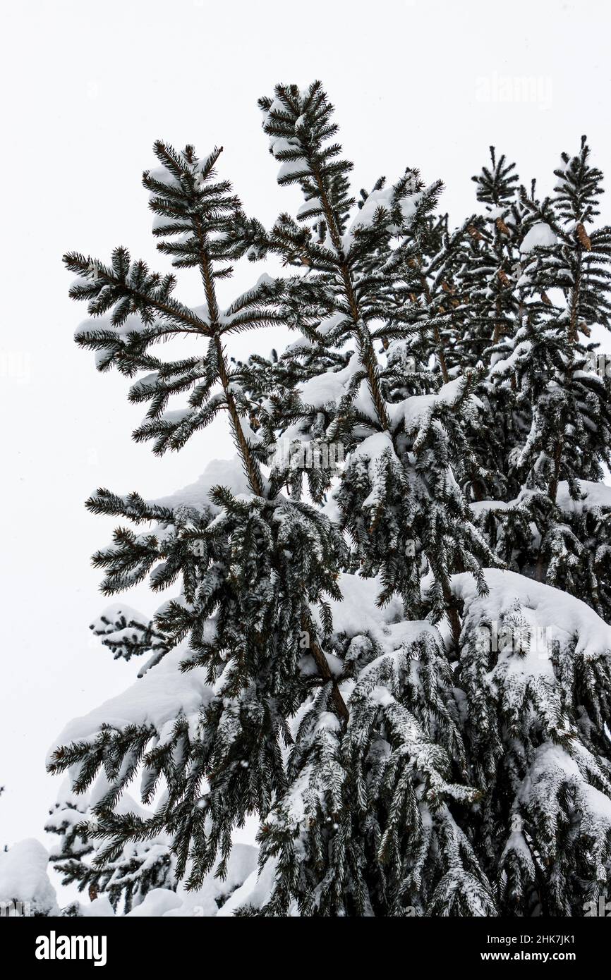 Pine Trees covered in snow Stock Photo - Alamy