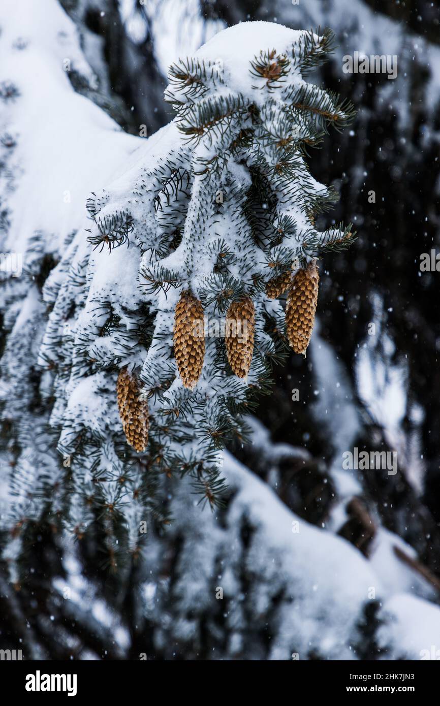 Pine Trees covered in snow Stock Photo