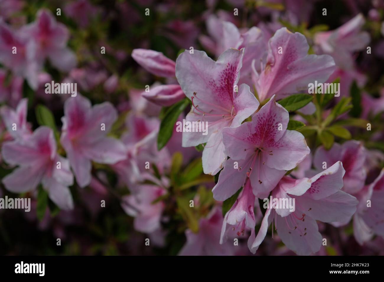 Clusters of flowers mostly light pink with intense many dark spots of pink, long reproductive organs. Green leaves on bush, bokeh background buds. Stock Photo