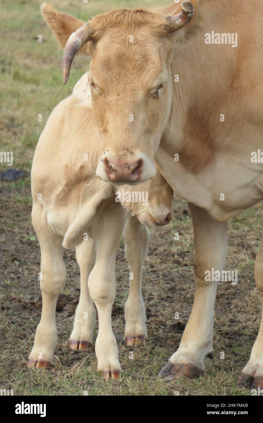 Beige cow and calf cuddle in the pasture, seen from the front and close up. Stock Photo