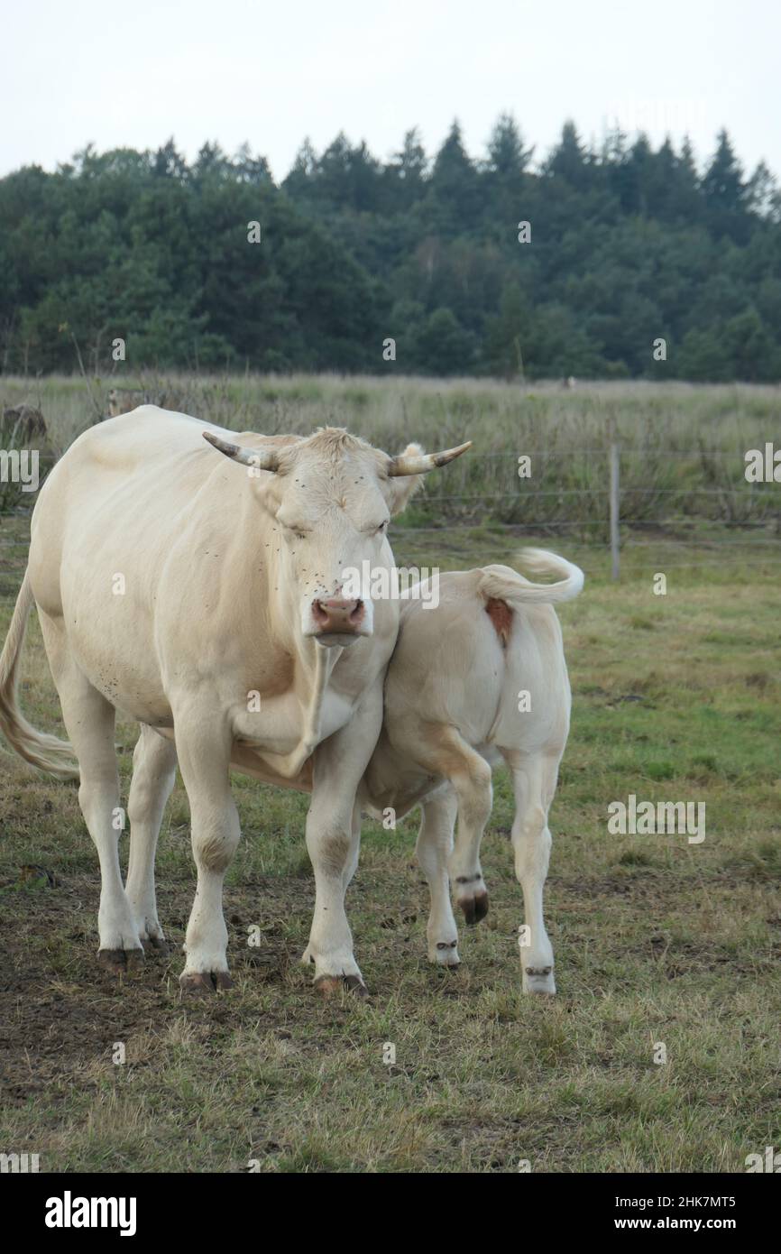 A white cow with her calf in the meadow. Calf drinks from the cow. Stock Photo