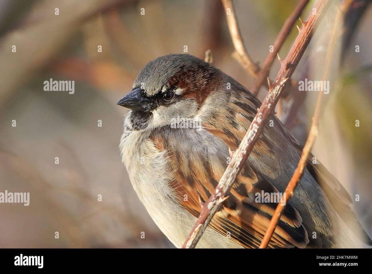 Close side view of a wild, male house sparrow bird (Passer domesticus) isolated outdoors, perching in UK garden. Stock Photo