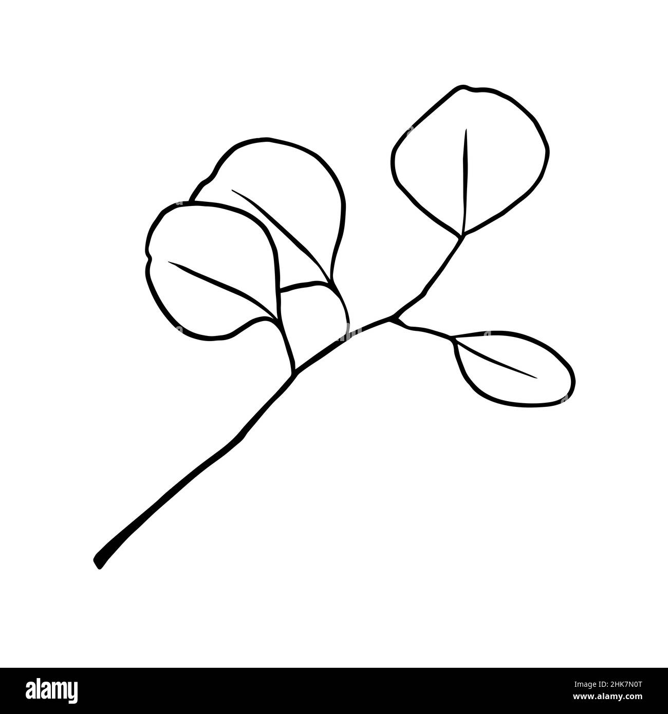 Isolated eucalyptus branch on white background. Contour drawing by hand. Doodle Style Stock Vector