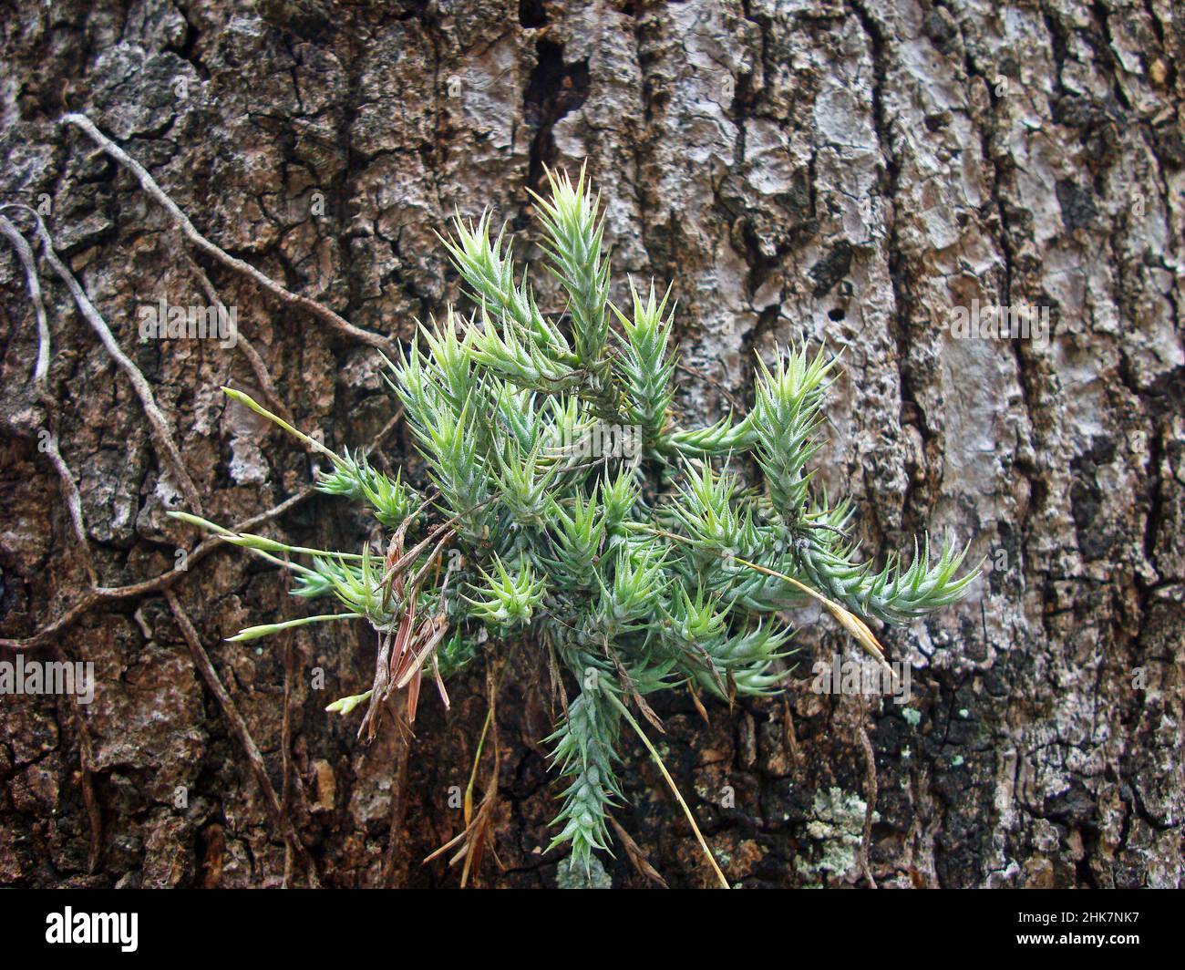 Tillandsia on tree trunk (Tillandsia tricholepis) Stock Photo