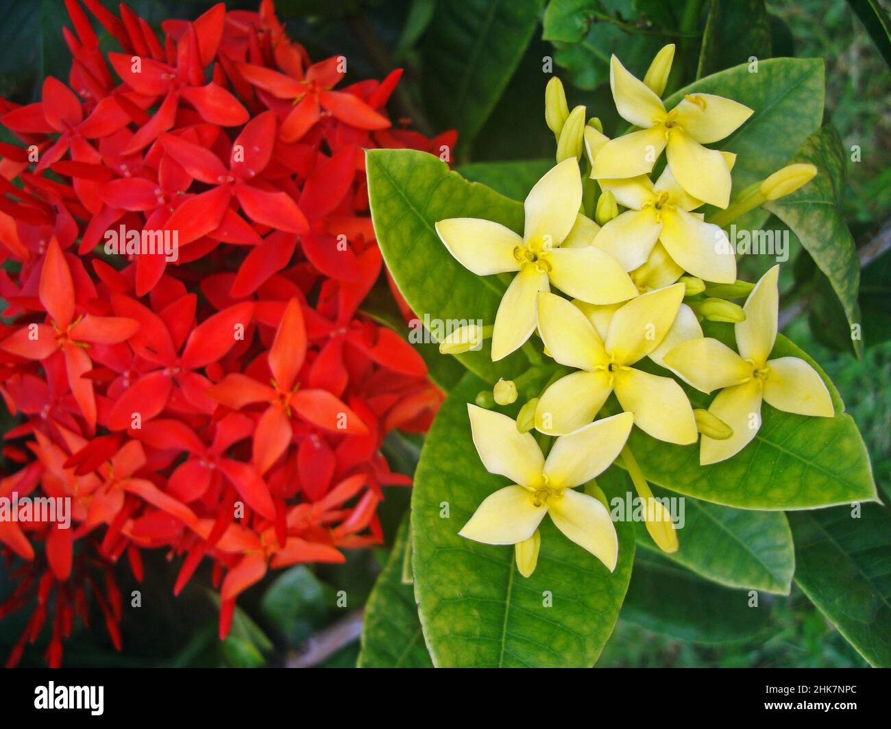 Red and yellow ixora flowers (Ixora coccinea) Stock Photo