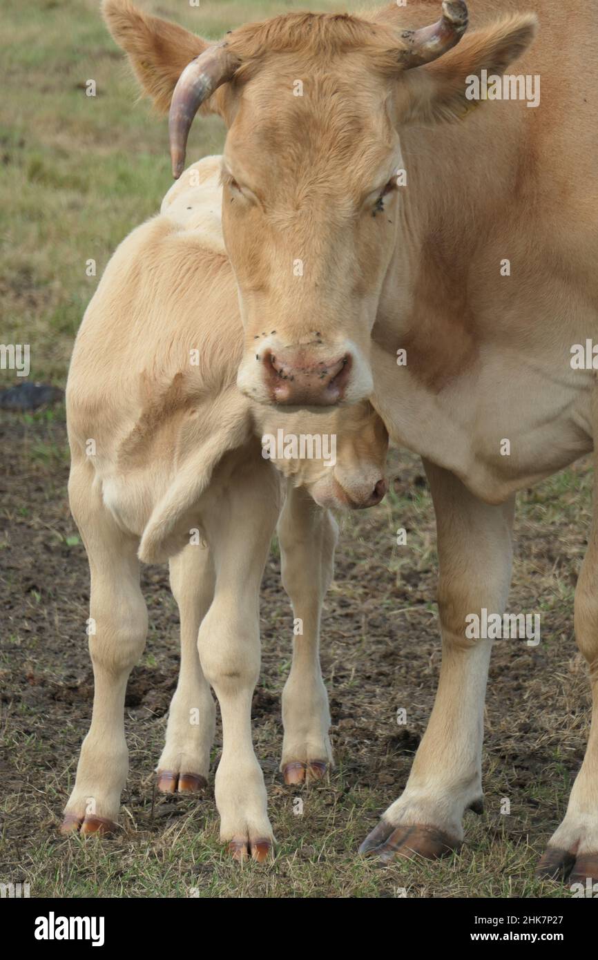 Beige cow and calf cuddle in the pasture, seen from the front and close up. Stock Photo