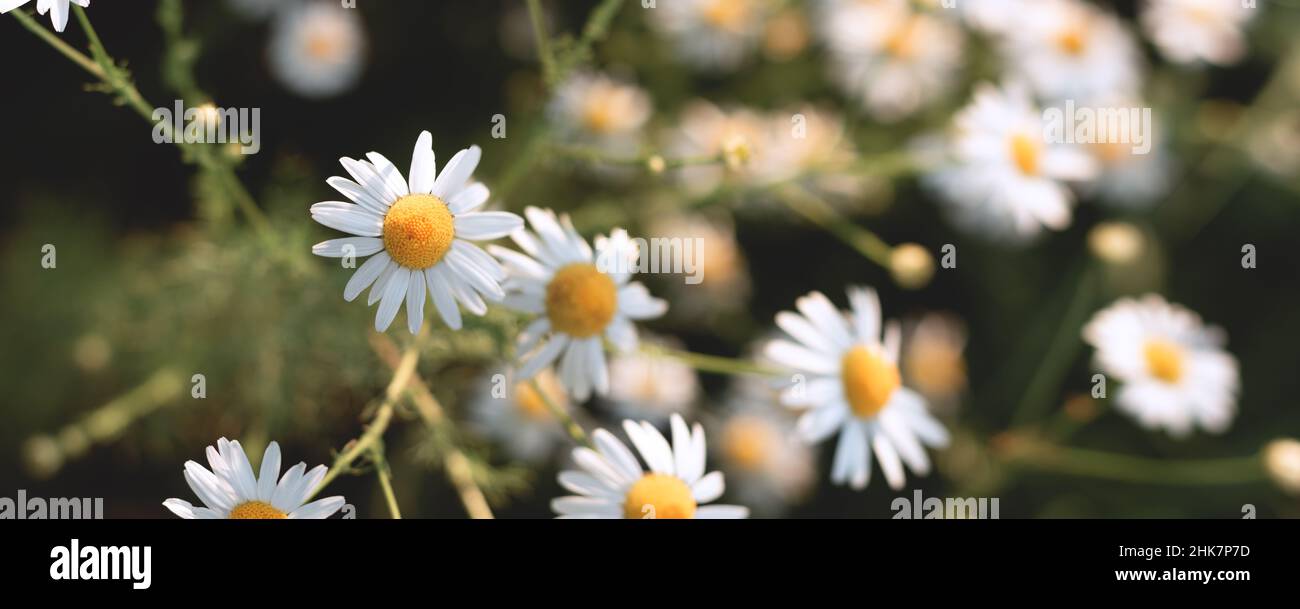 Chamomile flowers close up. Small white flowers at sunset in summer Stock Photo