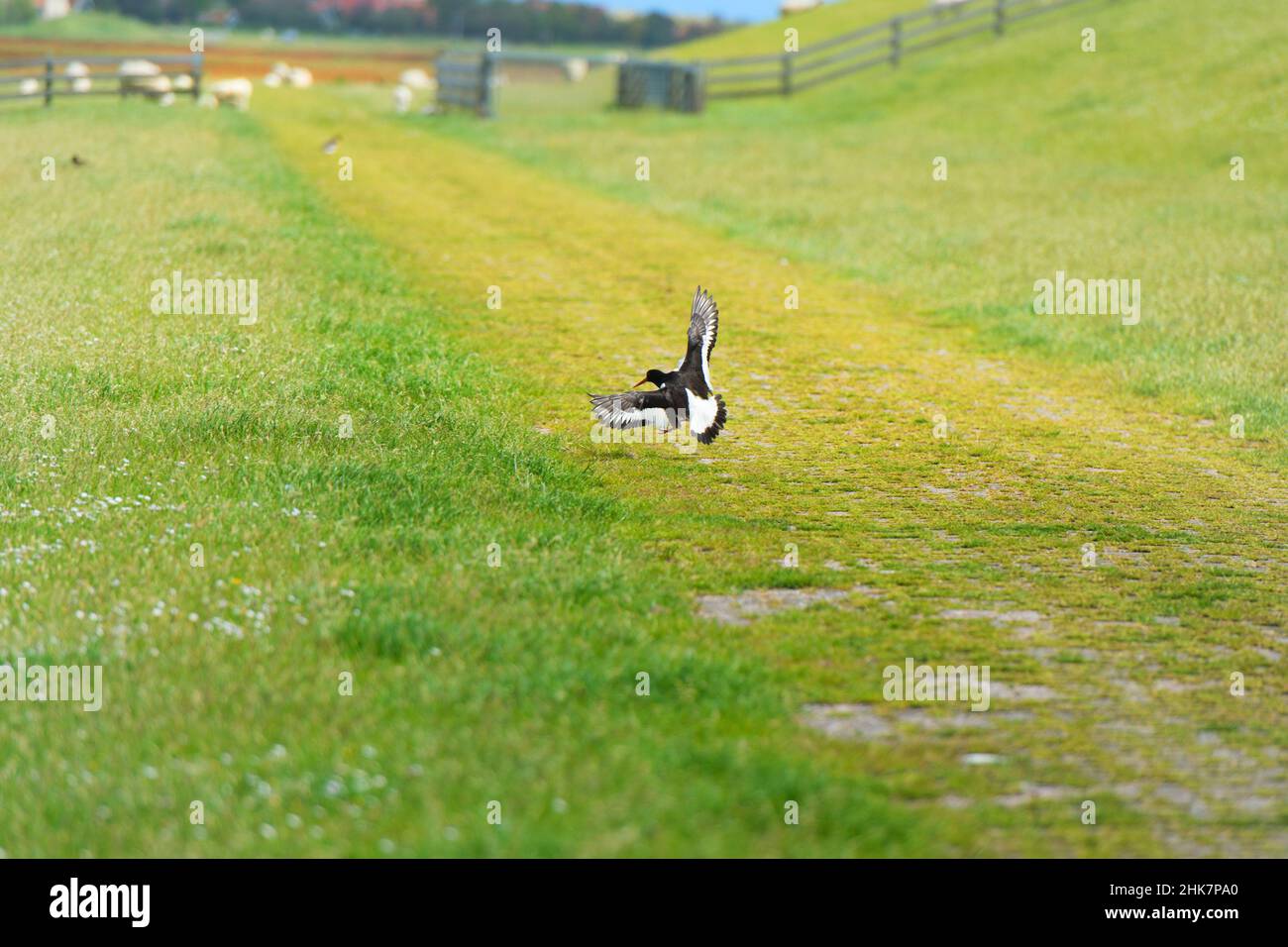 Bird Eurasian Oyster catcher flying in landscape Stock Photo