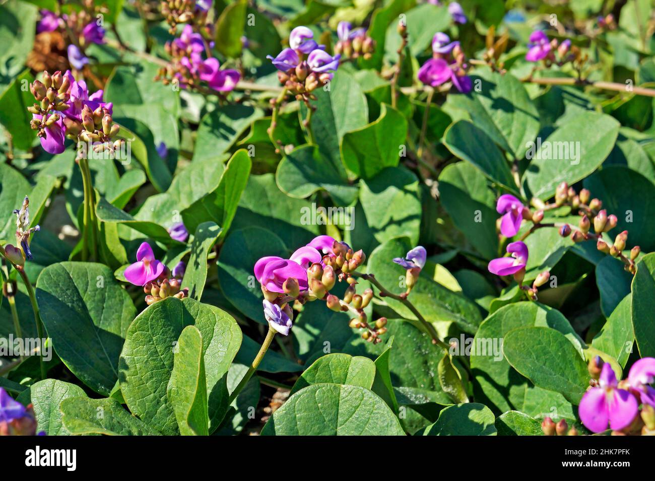 Beach bean flowers (Carnavalia rosea) Stock Photo