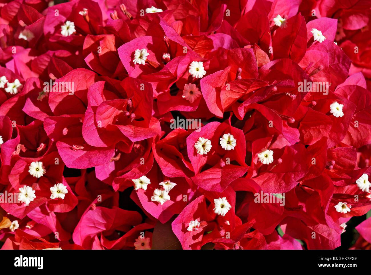 Pink bougainvillea flowers (Bougainvillea glabra) Stock Photo