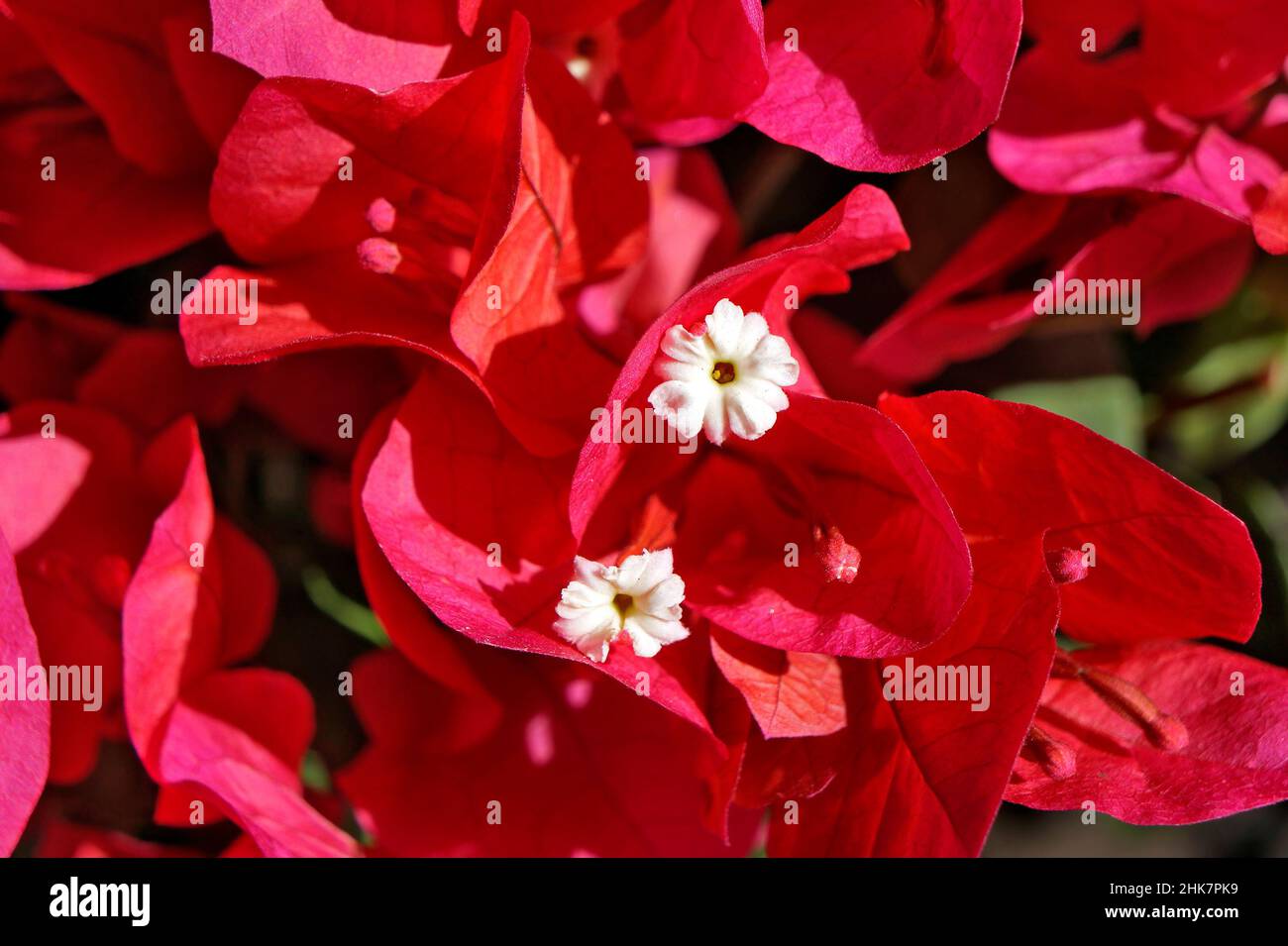 Pink bougainvillea flowers (Bougainvillea glabra) Stock Photo