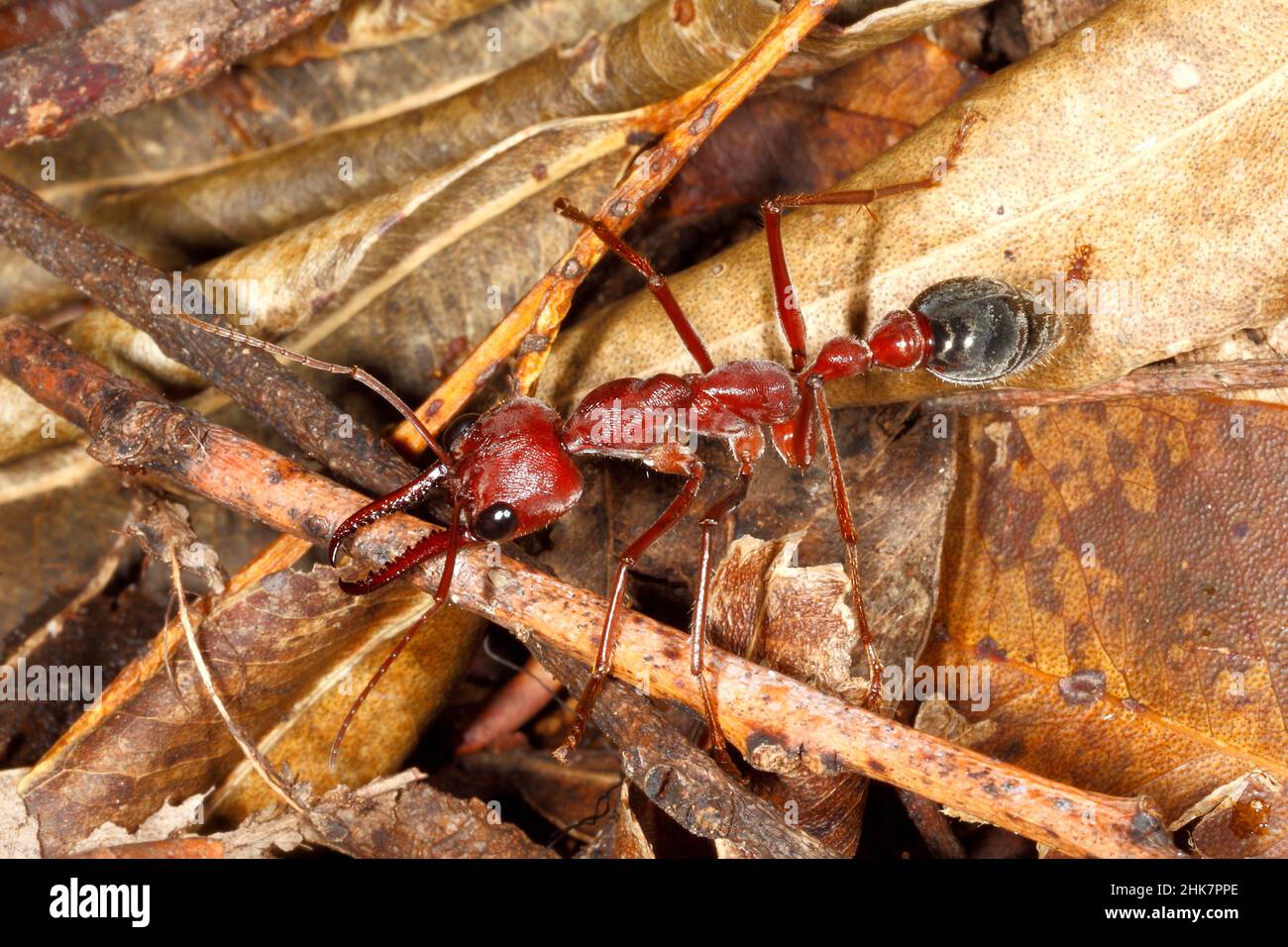 are bulldog ants the only australian ant species