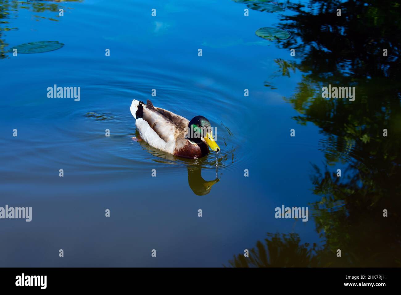 A Mallard Duck ( Anas platyrhynchos ) at Flatford, Operated by the National Trust in Suffolk, England. Reflections of tree in the blue water. Stock Photo