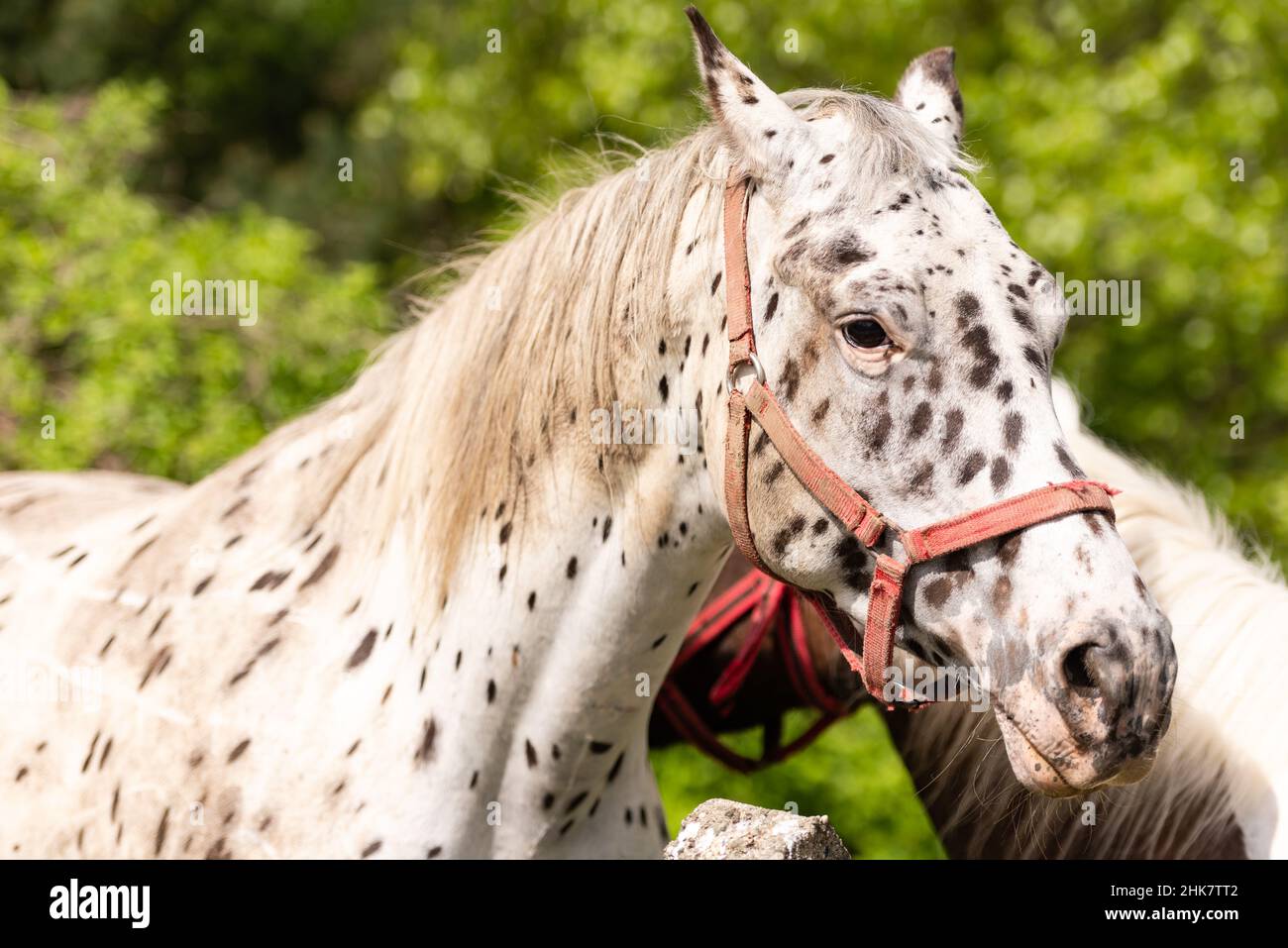 The horse looks at the photographer. White horse with black spots. Old horse close-up with an old bridle Stock Photo