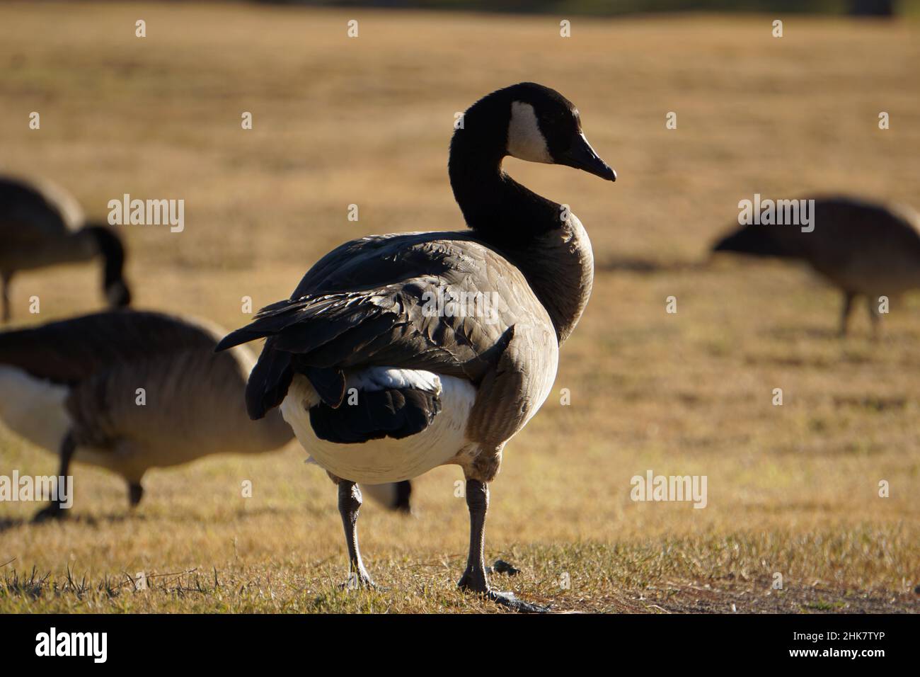 Ducks in nature Stock Photo