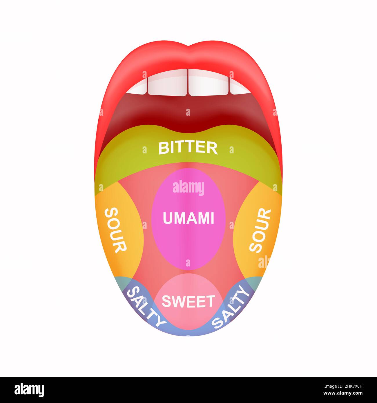 Sticking out tongue with map marked bitter, sour, salty, sweet and umami zones. Myth of human taste buds. Open human mouth isolated on white background. Vector cartoon illustration Stock Vector