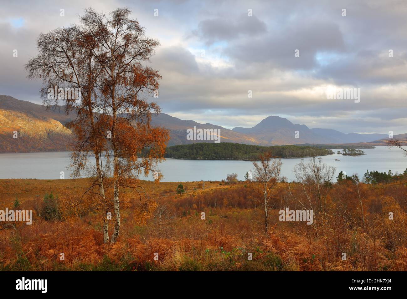 Silver Birch Tree with Loch Maree in the distance. North West Highlands, Scotland, UK. Stock Photo