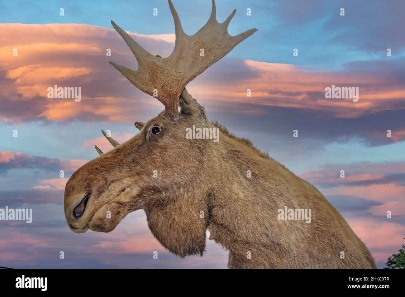 Head of moose, Kristiansand (Christiansand), Agder County, Norway Stock Photo
