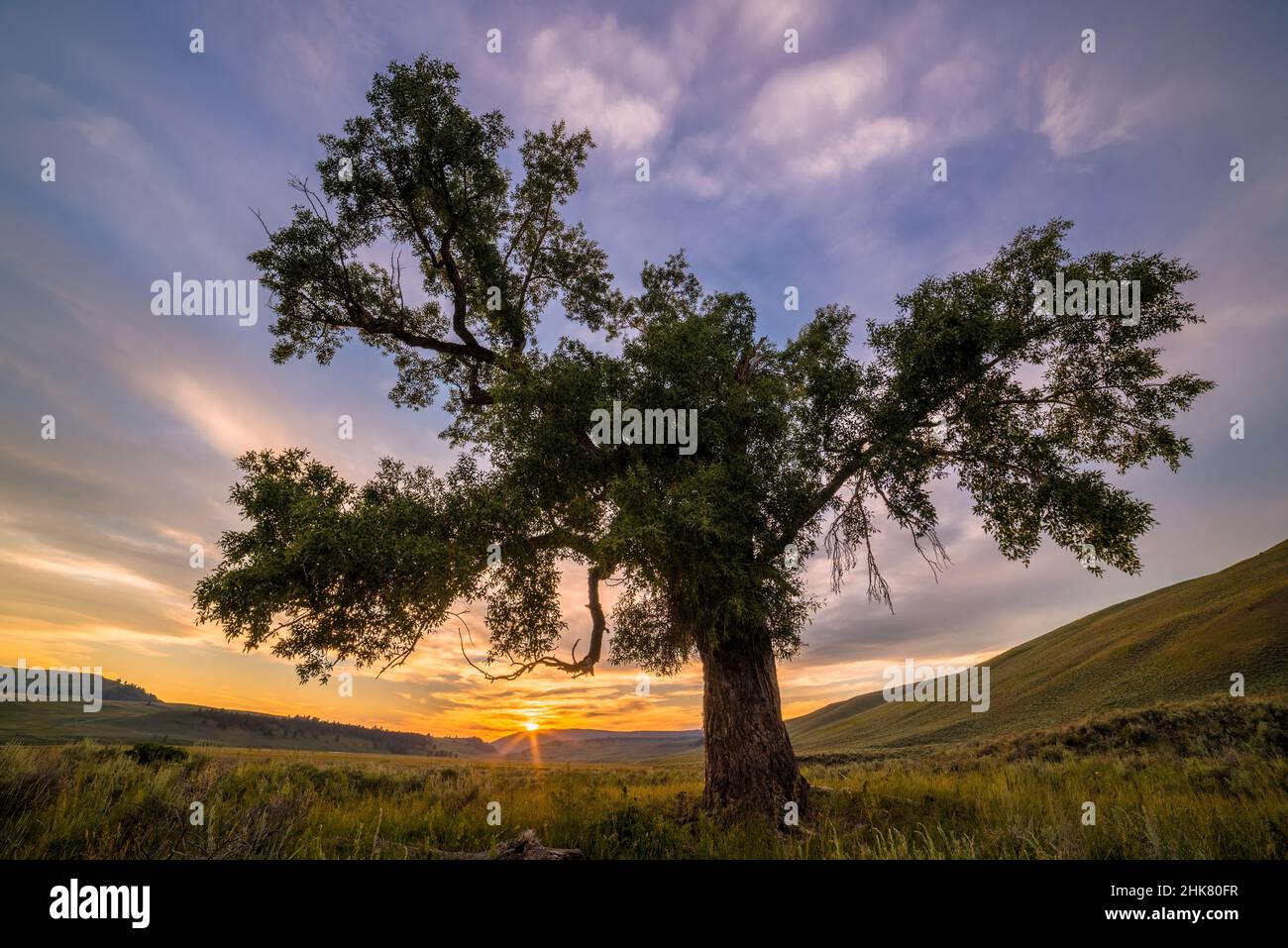 Cottonwood tree at sunset, Lamar Valley, Yellowstone National Park, Wyoming. Stock Photo