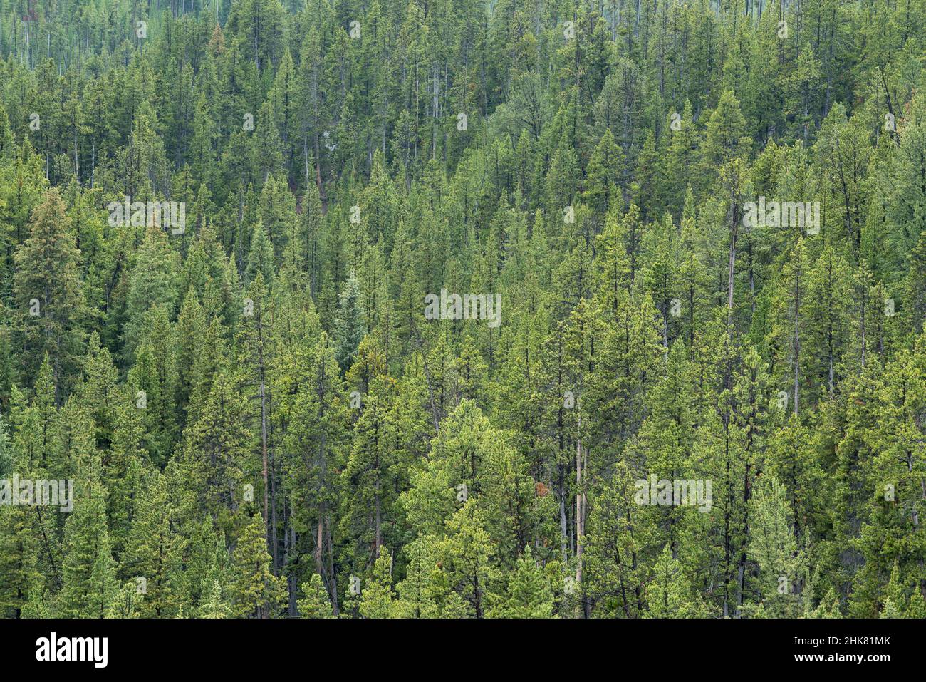 Lodgepole Pine forest,; Virginia Cascades Drive, Yellowstone National Park, Wyoming. Stock Photo