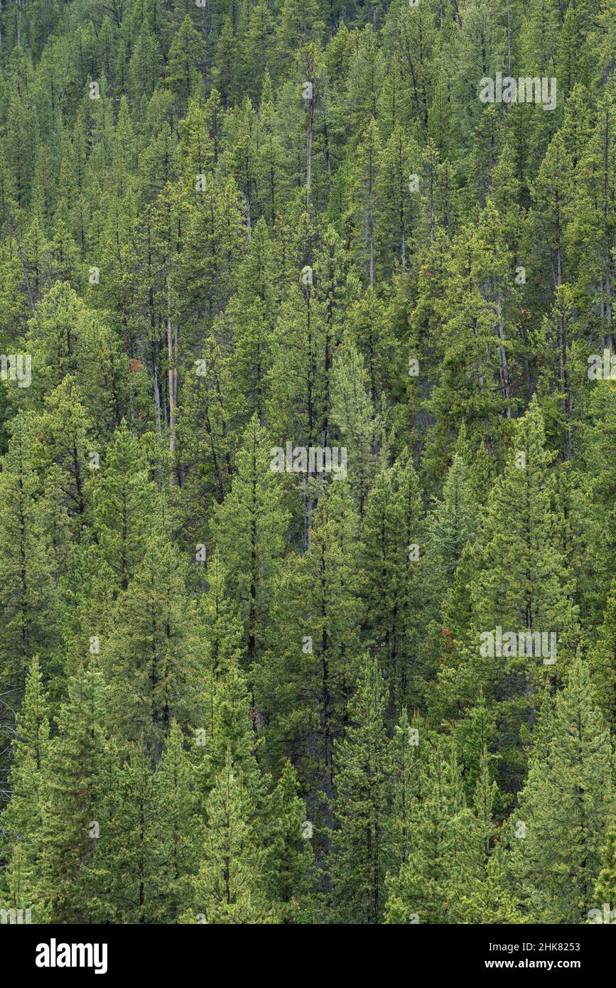 Lodgepole Pine forest,; Virginia Cascades Drive, Yellowstone National Park, Wyoming. Stock Photo