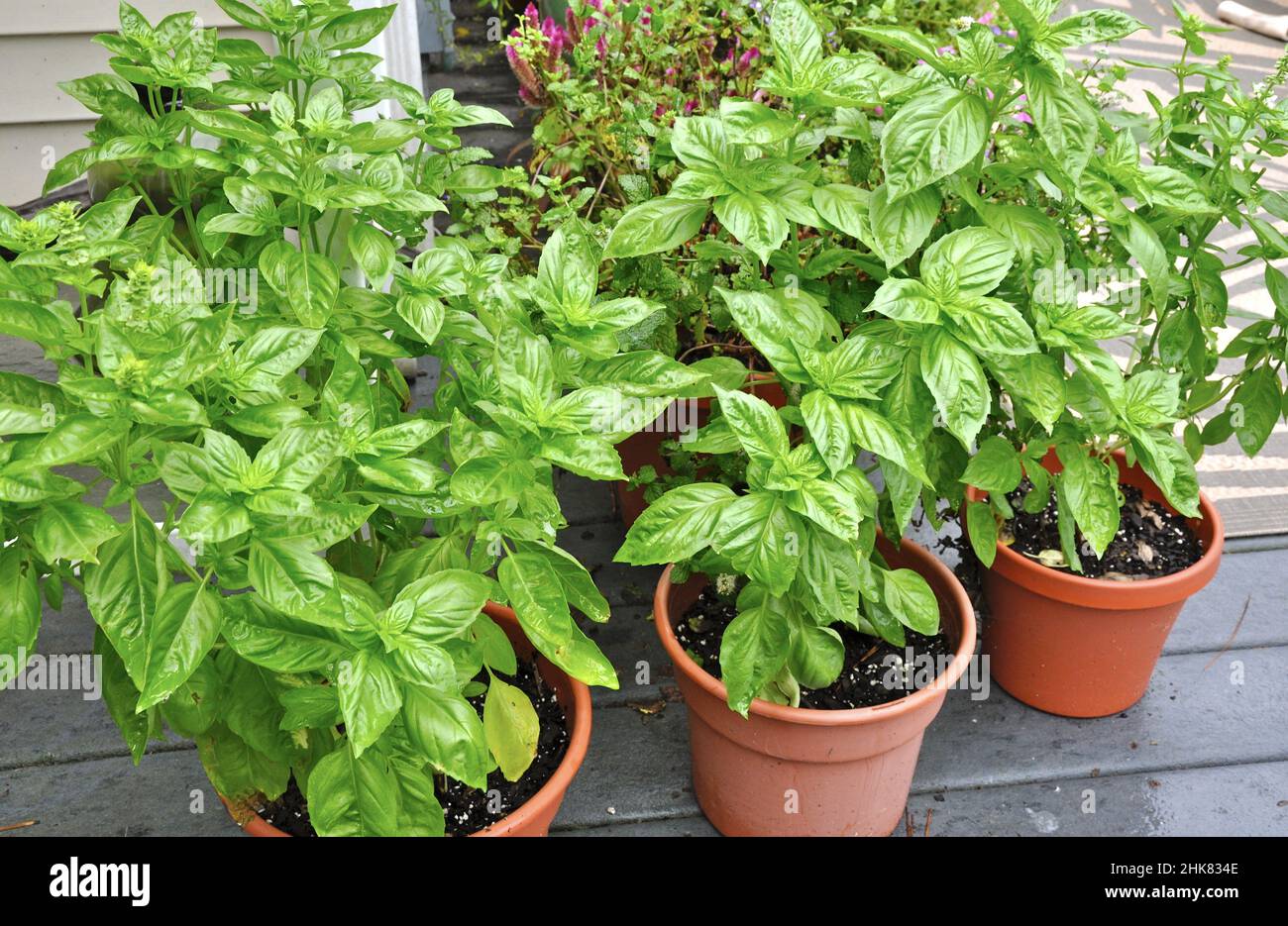 Sweet Basil (Ocimum basilicum) in pots on a deck Stock Photo Alamy