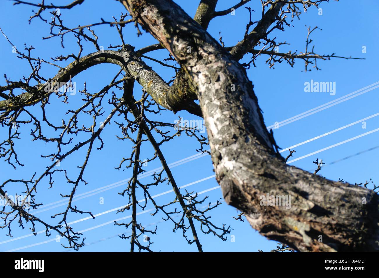 Organic ecological agriculture. Dry branches apple on blue sky background. Agriculture and gardening. Early spring. Out of focus. Stock Photo