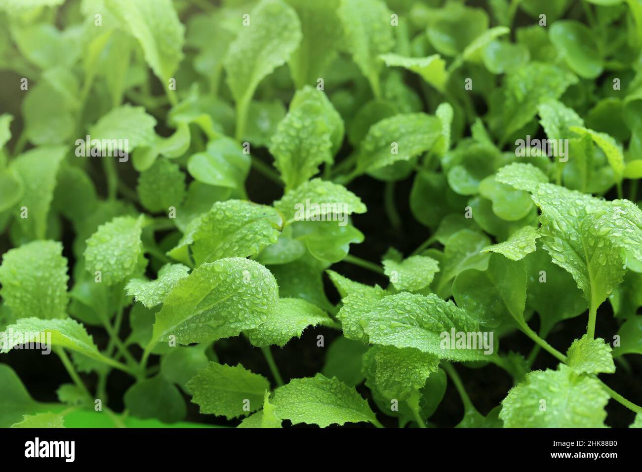 Microgreens in water drops. Chinese cabbage green sprouts. Cultivation of microgreens.Wating microgreens and seedlings Stock Photo