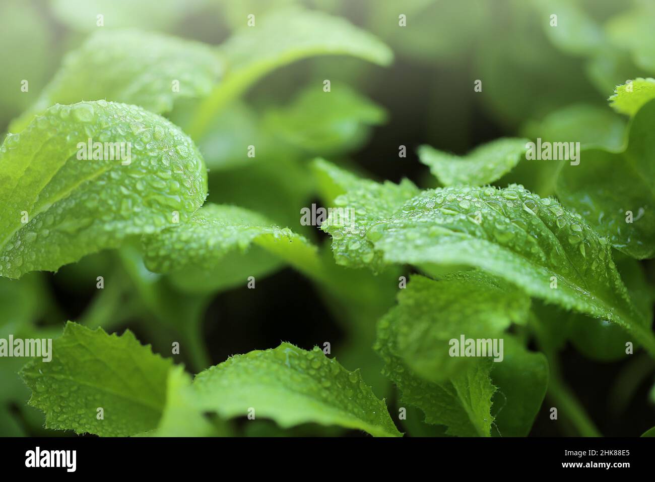 Microgreens in water drops. Cultivation of microgreens.Wating microgreens and seedlings.Chinese cabbage Stock Photo