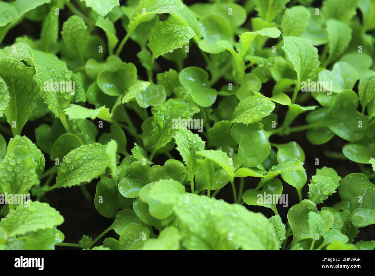 Microgreens in water drops. Chinese cabbage green sprouts. Cultivation